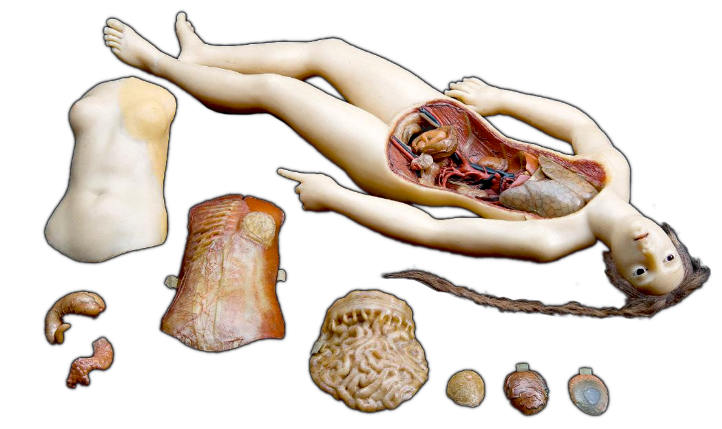 wax anatomical model